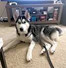 Photo of Buff