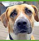 Photo of Chica