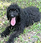 Photo of Lolo