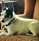 Photo of Willow
