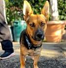 Photo of Whiskey