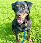 Photo of Mongo