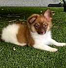 Photo of Striker