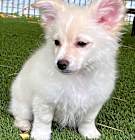 Photo of Curly