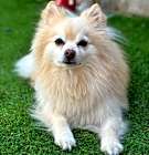Photo of Brun