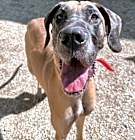 Photo of Pepper