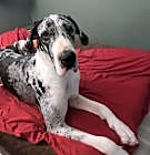Photo of Stella