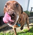 Photo of Brownie