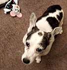 Photo of Dexter