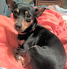 Photo of MinPin Sisters - Sassy Ann