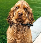 Photo of Fudge