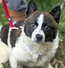 Photo of Scout