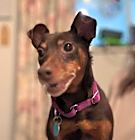 Photo of Layla