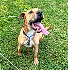 Photo of Bo