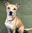 Photo of SCOOBY