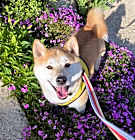 Photo of Bailey