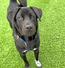 Photo of Buck A2182358