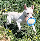 Photo of Melon