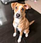 Photo of Indy