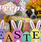 Photo of Peeps