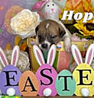 Photo of Hoppy
