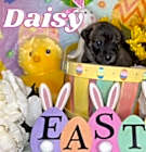 Photo of Daisy