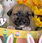 Photo of Cadbury