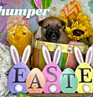 Photo of Thumper