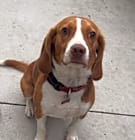 Photo of Sparky