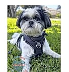 Photo of Diesel