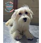 Photo of Lynwood 3-Pippy