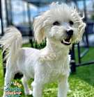 Photo of Benji Ben COH
