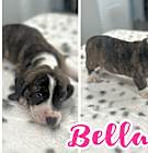 Photo of Bella (7 Basset’s 4)