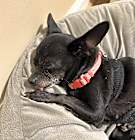 Photo of Kitty (pending medical)