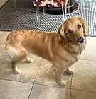 Photo of Stella