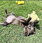 Photo of Mira