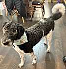 Photo of Marley