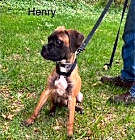 Photo of Henry