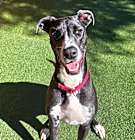 Photo of Corra A2166095