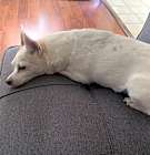 Photo of Rascal