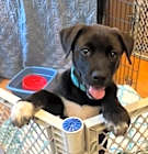 Photo of Baby Frisco