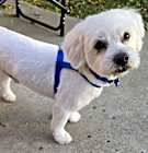 Photo of Snoopy