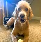 Photo of Milo