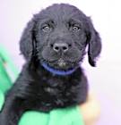 Photo of Rufus