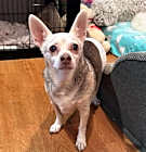 Photo of Max (pending medical)
