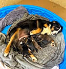 Photo of Hera's Pup Violet