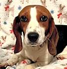 Photo of BUTTERCUP