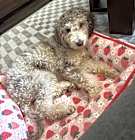 Photo of Toby