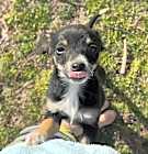Photo of Rollo