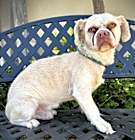 Photo of BUSTER